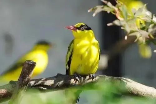 驚蟄一聲雷，葆德送春風